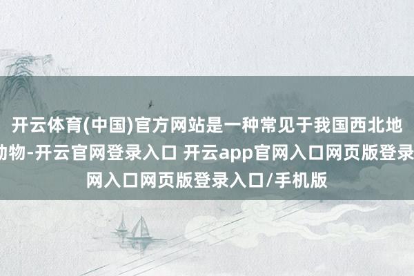 开云体育(中国)官方网站是一种常见于我国西北地区的啮齿类动物-开云官网登录入口 开云app官网入口网页版登录入口/手机版